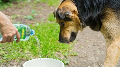 5 Things To Remember While Feeding Stray Dogs And Cats