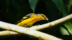 Indian Golden Oriole