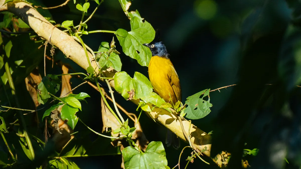 Black-hooded Oriole