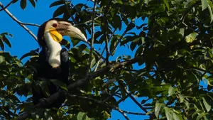 The Wreathed Hornbill