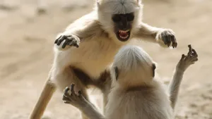 The Antics Of Gray Langurs