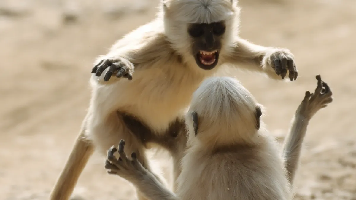 The Antics Of Gray Langurs
