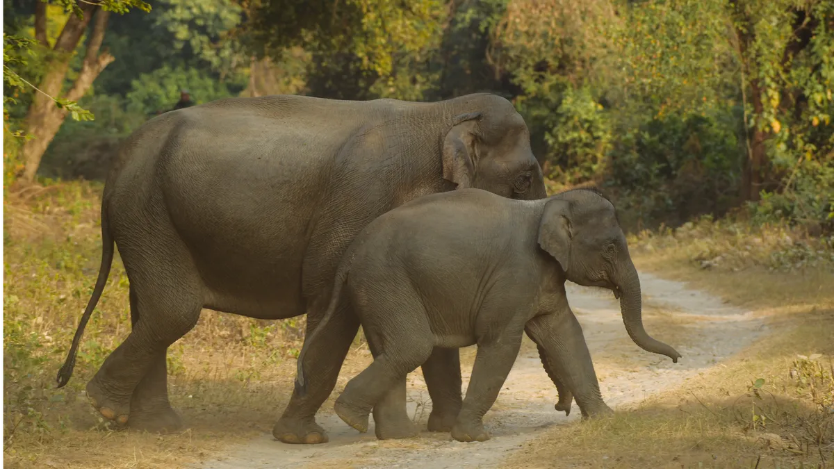 A Pair Of Majestic Asian Elephants