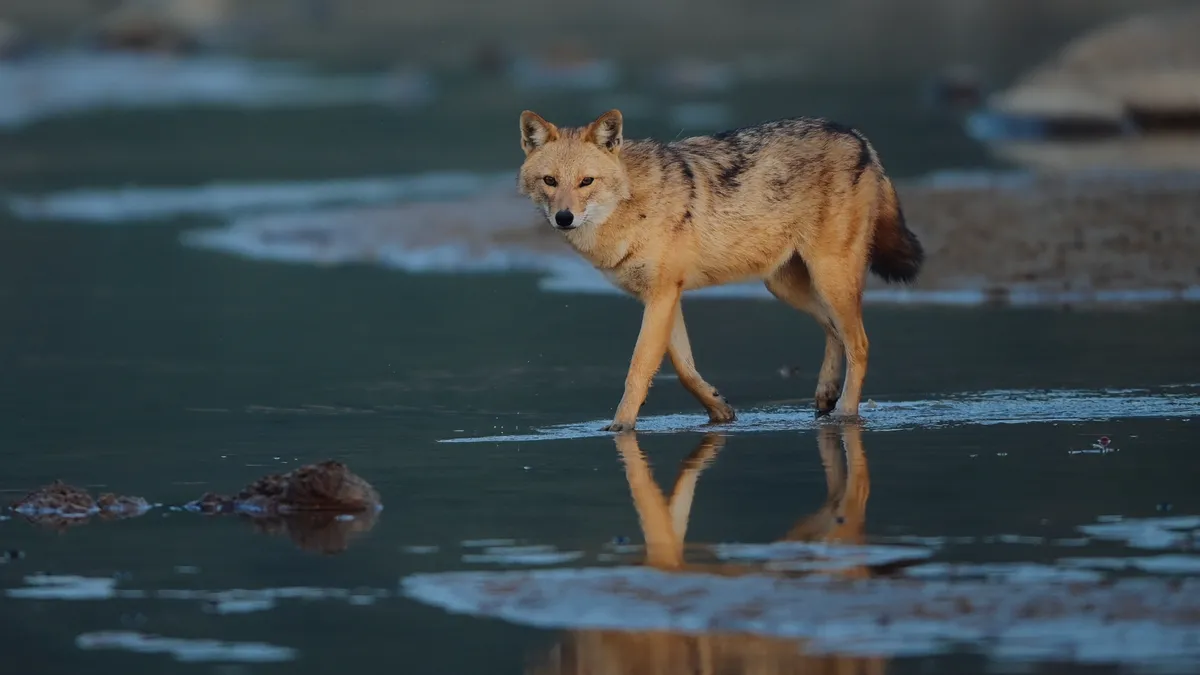 The Wandering Howler - The Golden Jackal