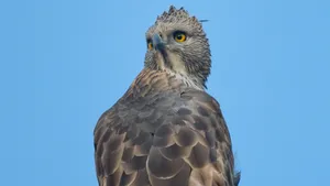 The Magnificent Shikra