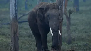 Wild Asiatic Elephant
