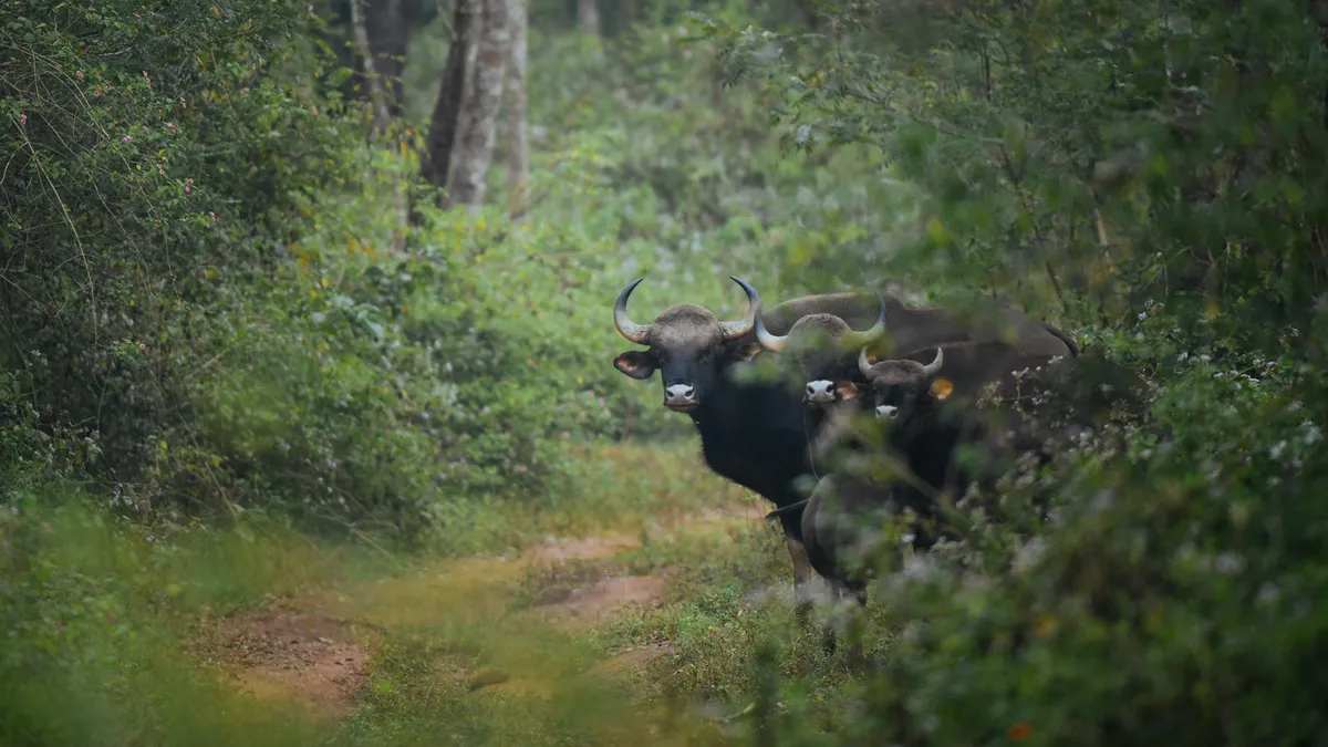 Gaur (Indian Bison)