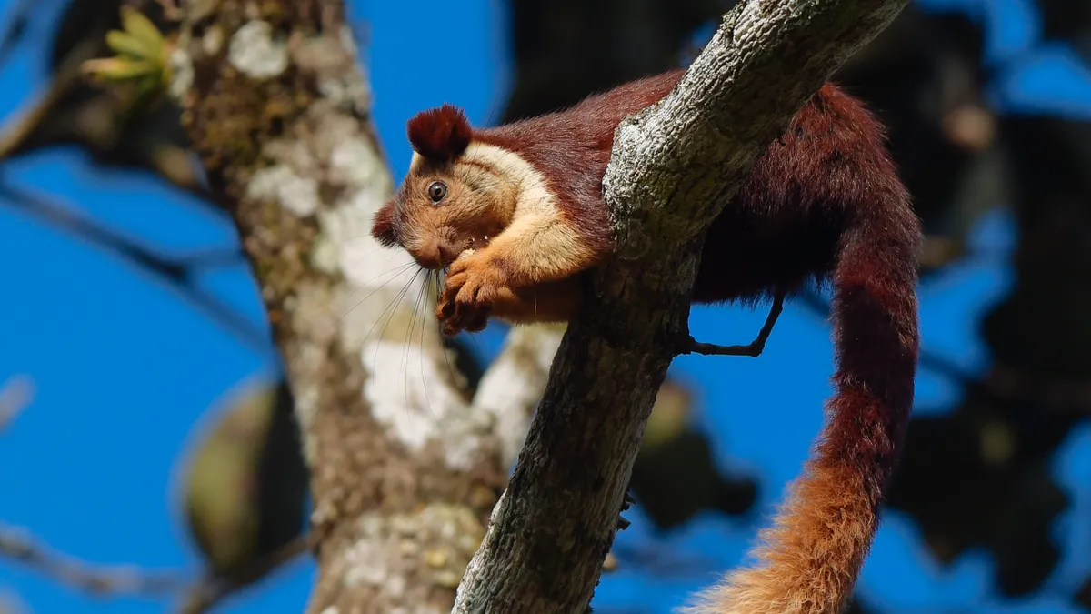 Indian giant squirrel