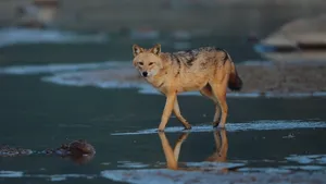 The Incredible Indian Fauna