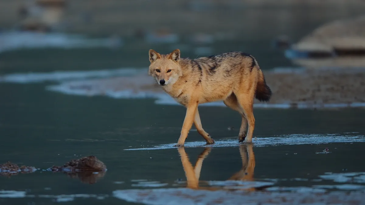 The Incredible Indian Fauna