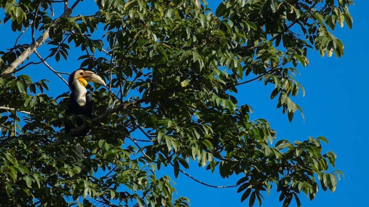 The Wreathed Hornbil