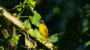 Black-Hooded Oriole