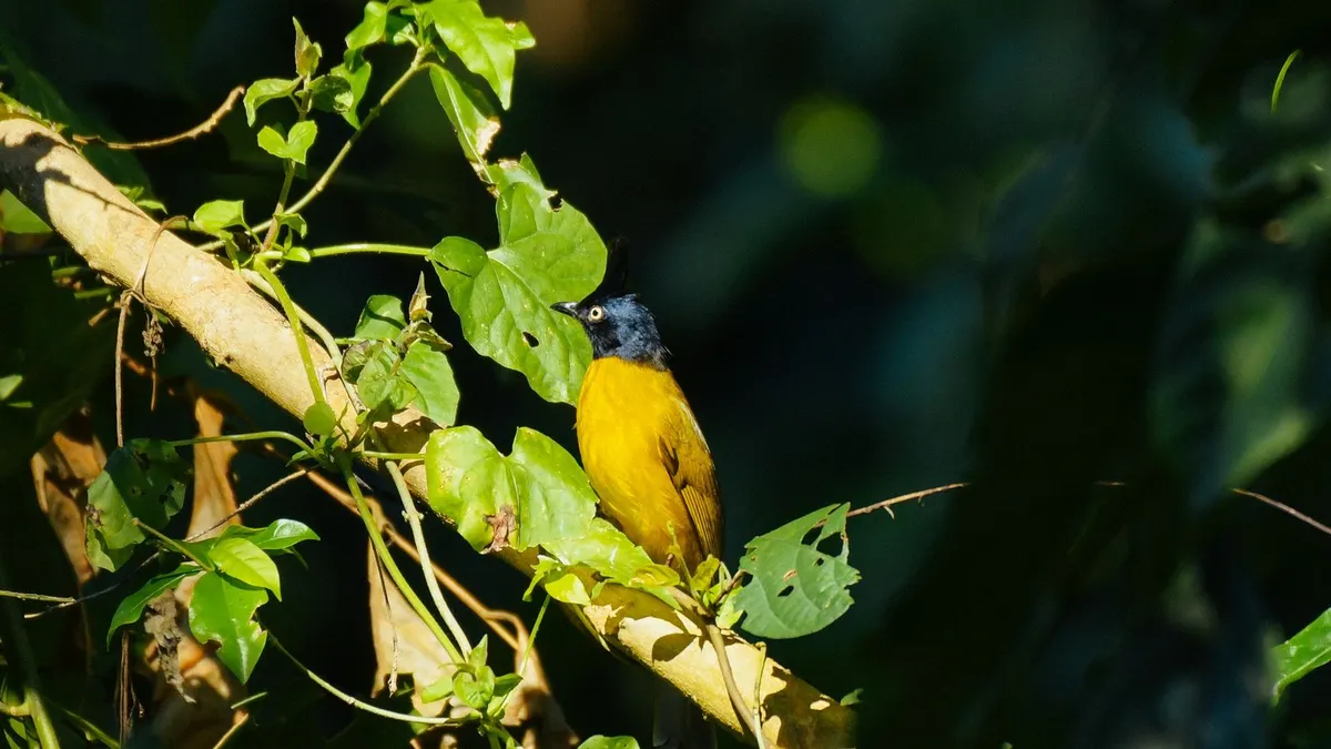 Black-Hooded Oriole