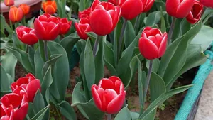 Kashmir Tulip Festival 