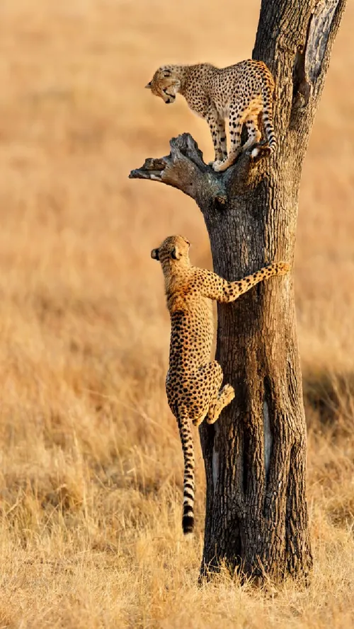 6 Reasons To Visit Masai Mara In Kenya