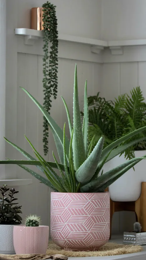 5 Indoor Plants That Add Life To Winters In India