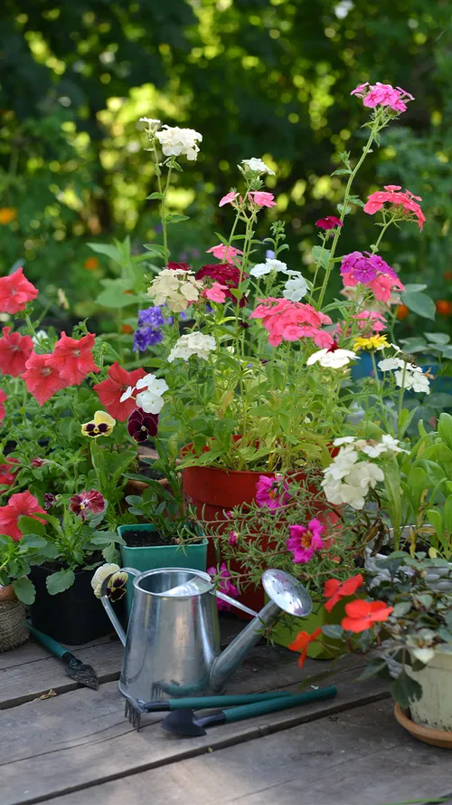 8 Beautiful Flowering Plants To Grow This Monsoon