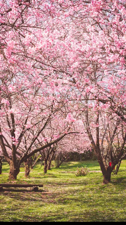 Where To Go Cherry Blossom Gazing In India